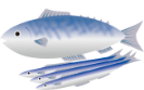 青魚